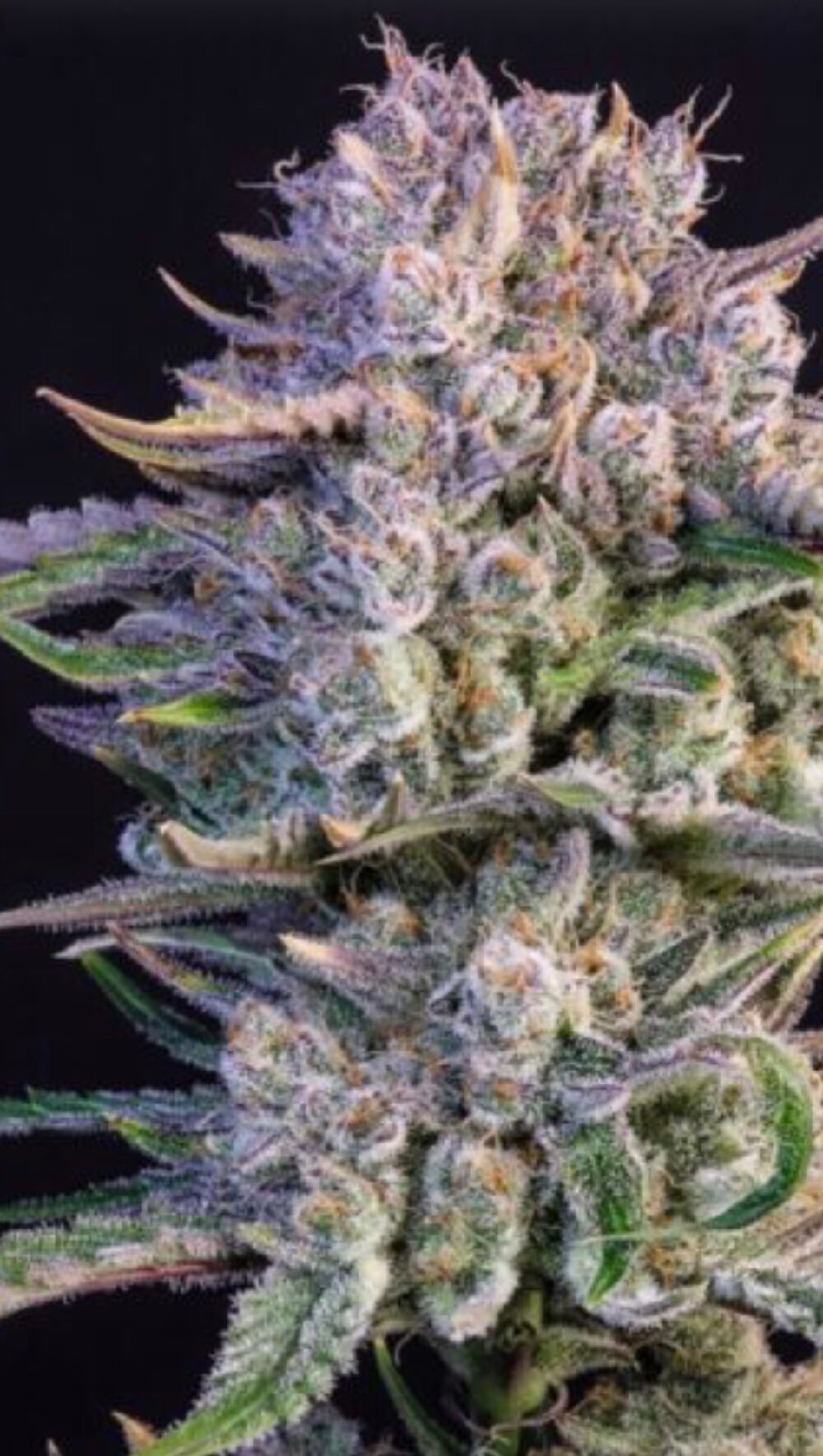 SO Strawberry Gorilla Auto - Feminized - Image 2