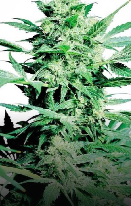 Shiva Skunk - Regular