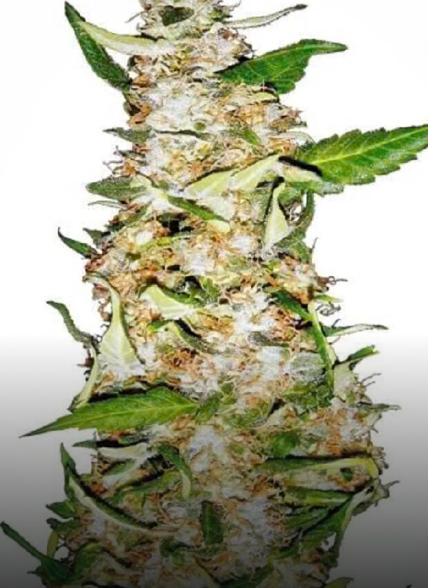Skunk #1 Auto - Feminized