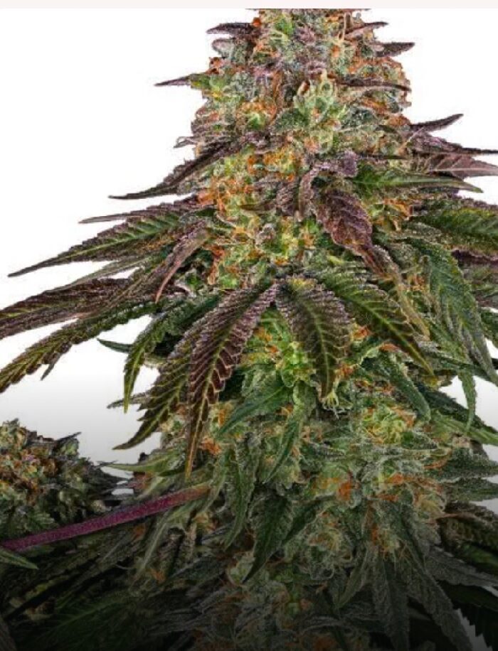 Sweet Cherry Kush - Feminized