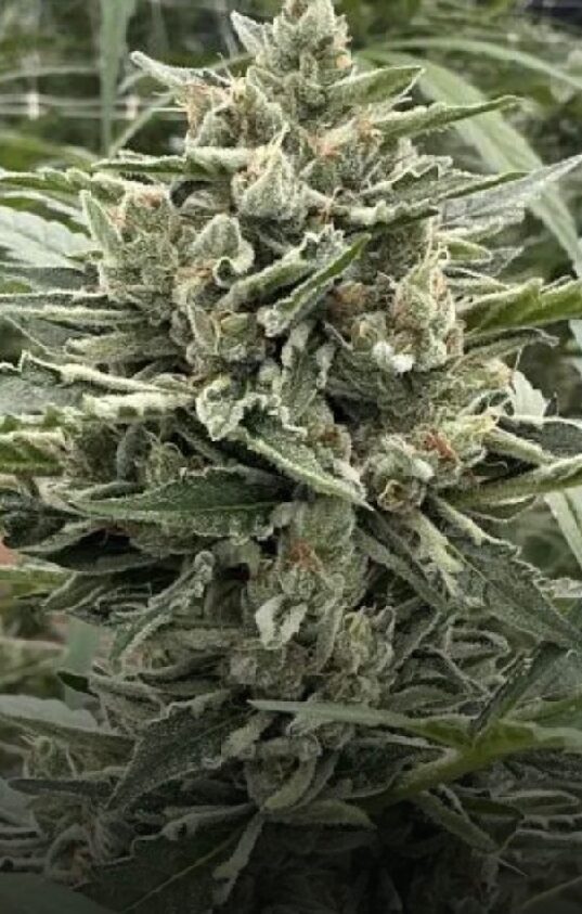 Thai Cookies Auto - Feminized - Image 2