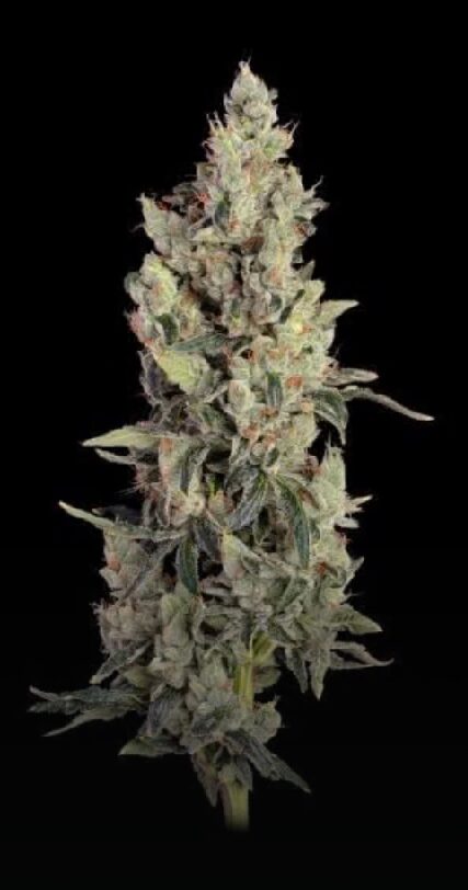 Thai Cookies Auto - Feminized