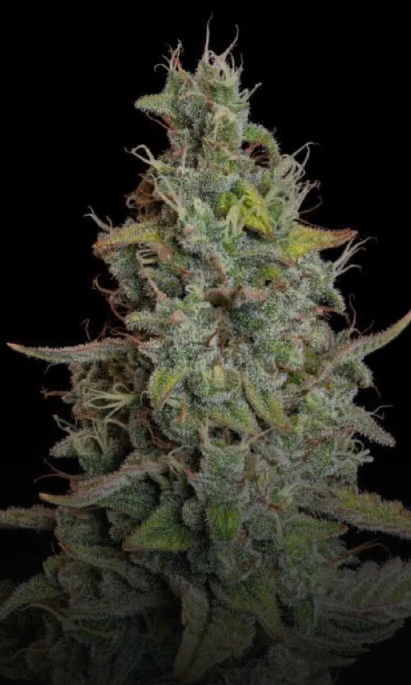 Wedding Cake Auto - Feminized - Image 2