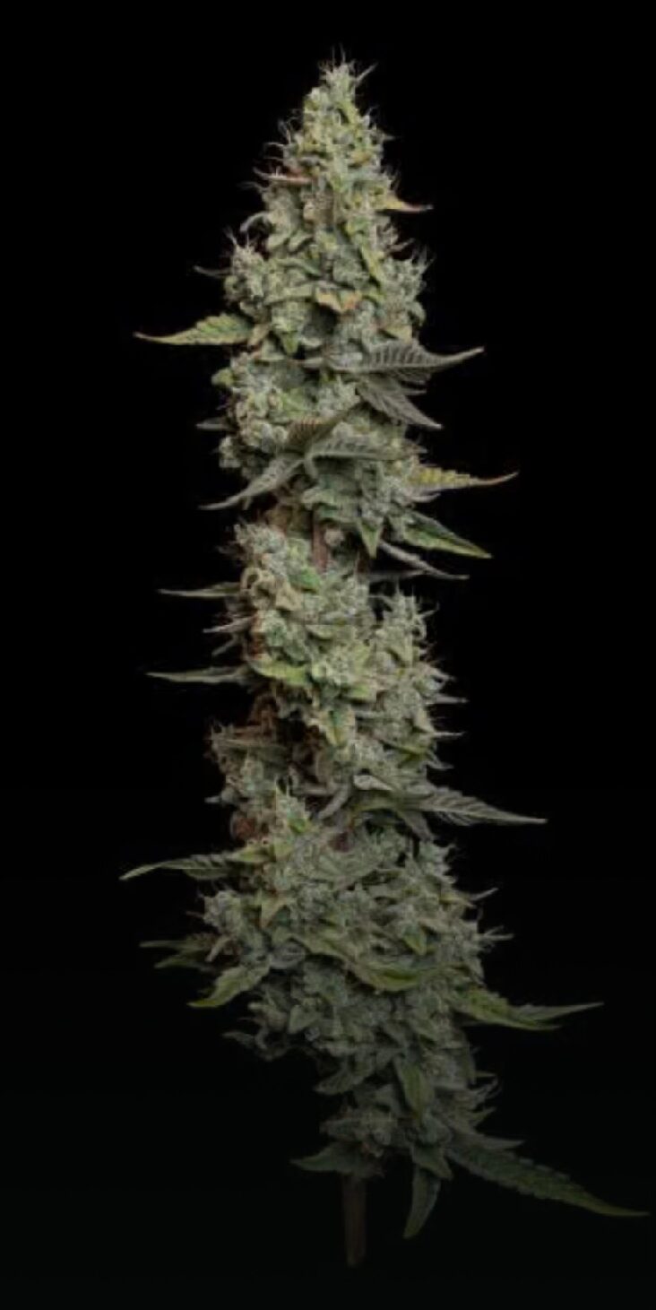 Wedding Cake Auto - Feminized