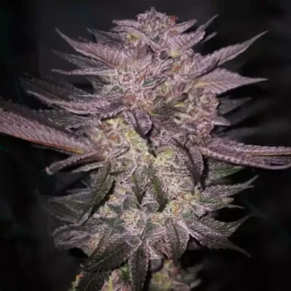 Atomic Fuego R1 - Feminized