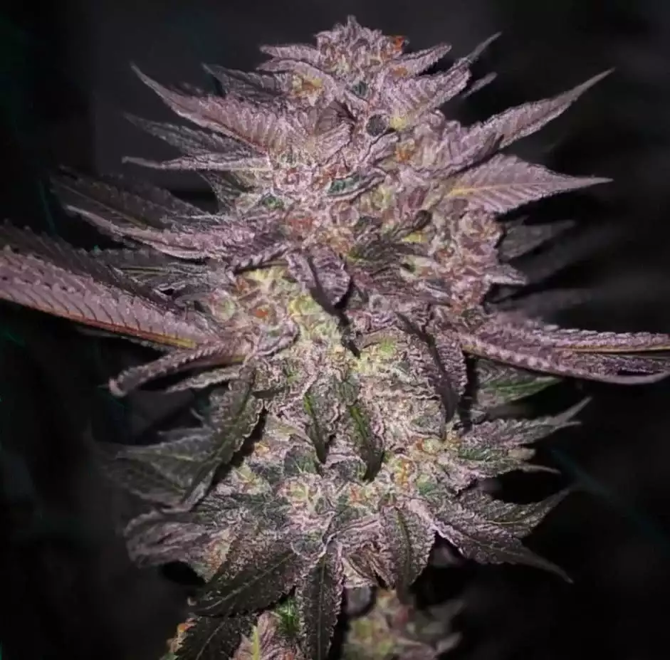 Atomic Fuego R1 - Feminized