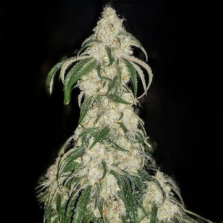 Big Fat n’ Fruity R1 - Feminized