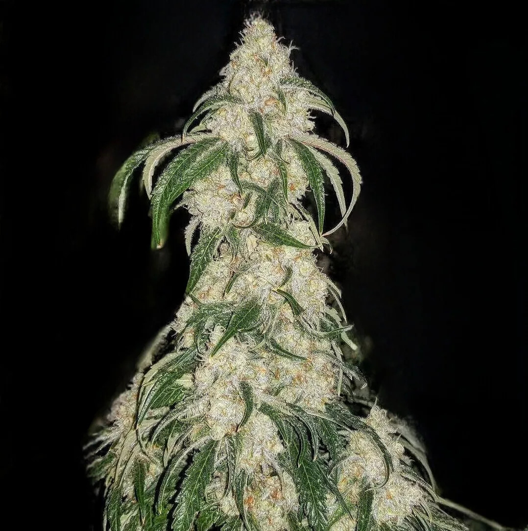 Big Fat n’ Fruity R1 - Feminized