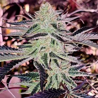 Aurelium - Feminized