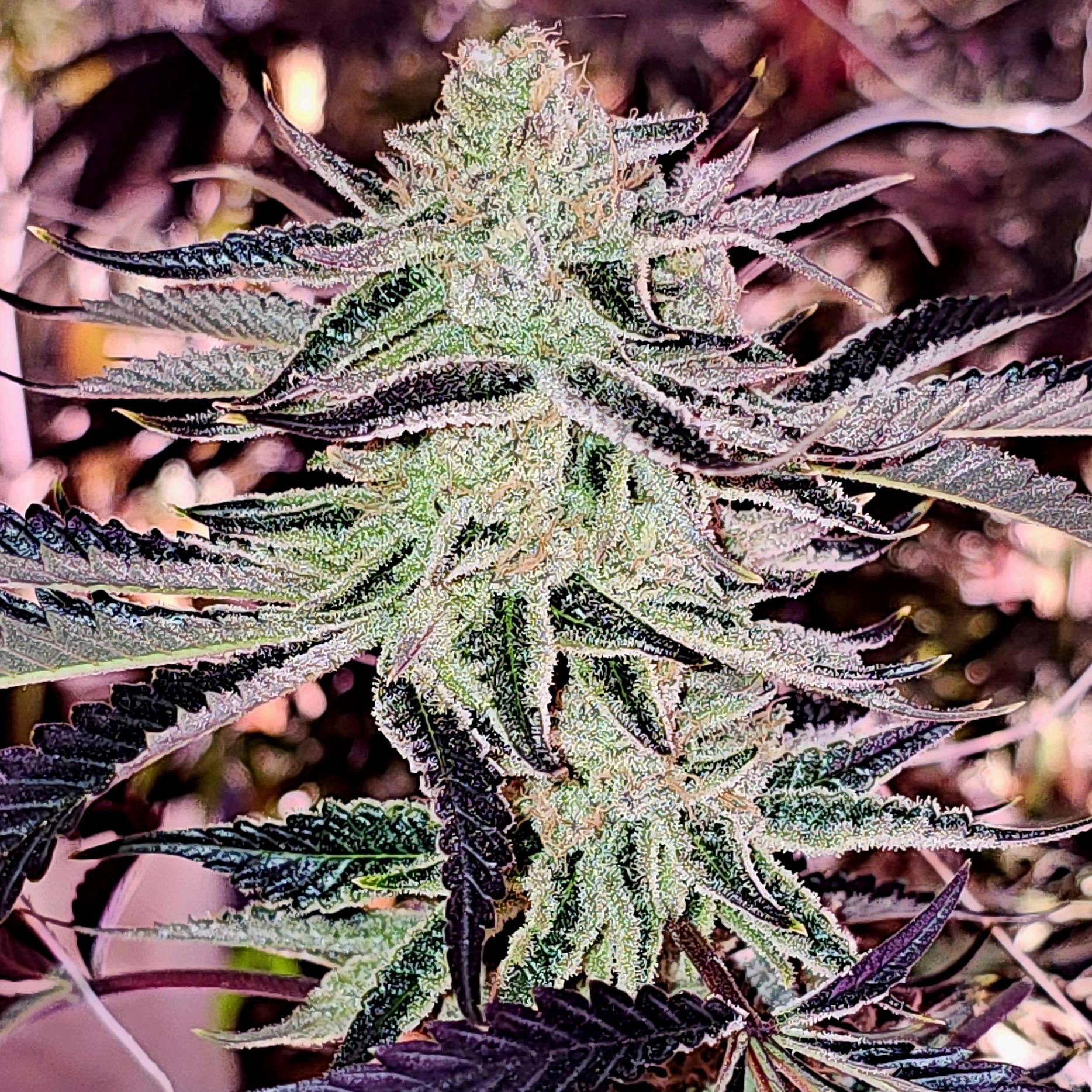 Aurelium - Feminized