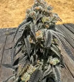 Black Cherry Bliss - Feminized