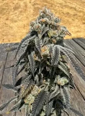 Black Cherry Bliss - Feminized