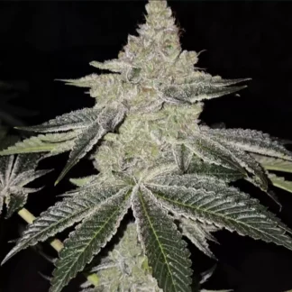 Chama! R1 - Feminized