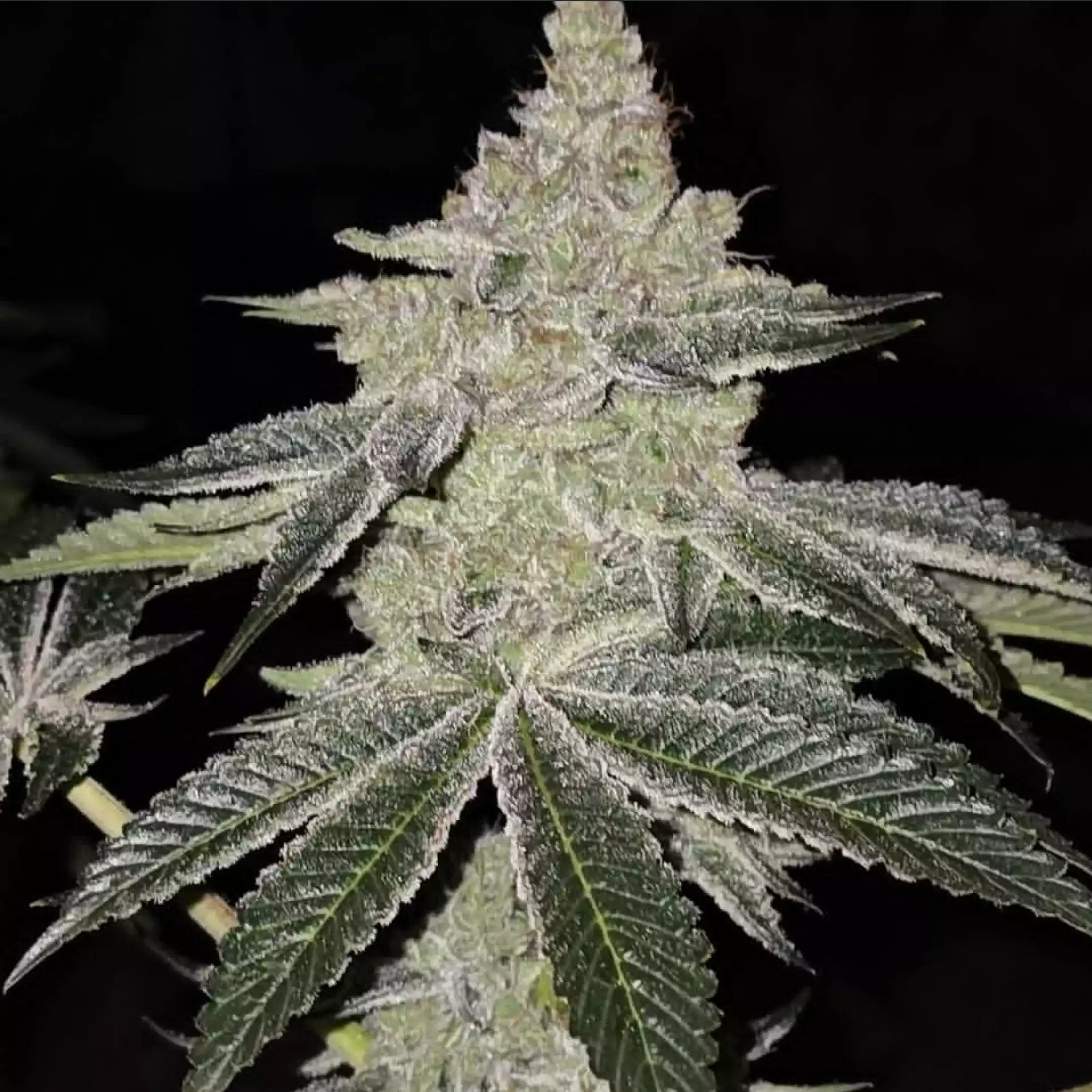 Chama! R1 - Feminized