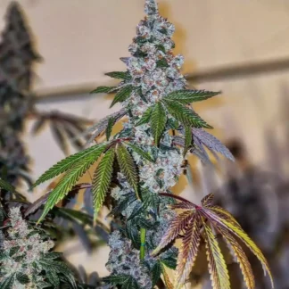 Cherry Pie OG S1 - Feminized