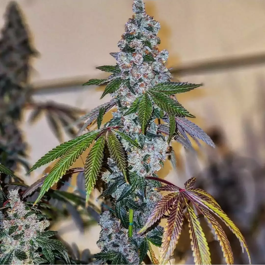 Cherry Pie OG S1 - Feminized