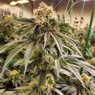 Dirty Banana Gen 1 Fast - Feminized