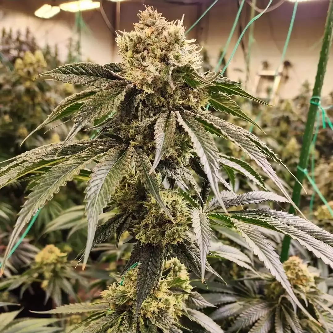 Dirty Banana Gen 1 Fast - Feminized