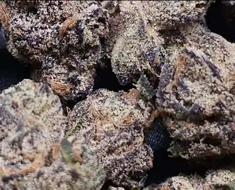 Double Afghani Kush - Feminized