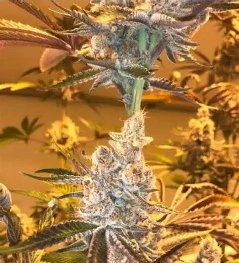 Double Kushberry - Feminized - Image 2
