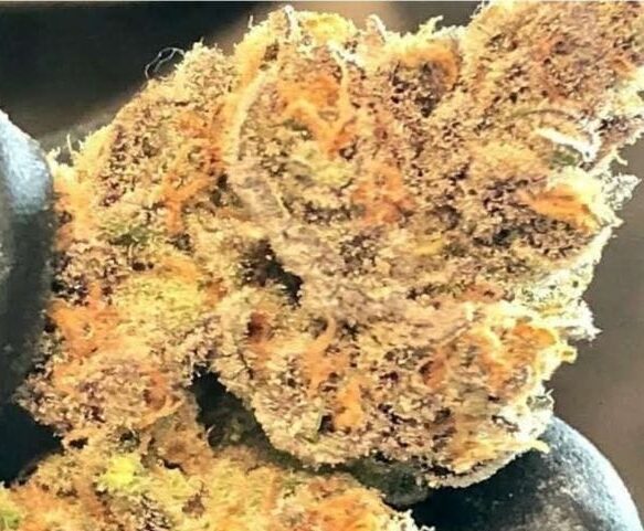 Double Kushberry - Feminized