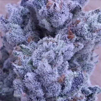 Drip City - Feminized