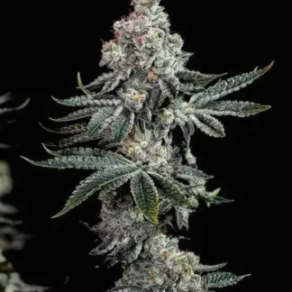 Grandpa's Cookies R2 V1 - Feminized