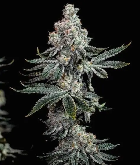 Grandpa's Cookies R2 V1 - Feminized