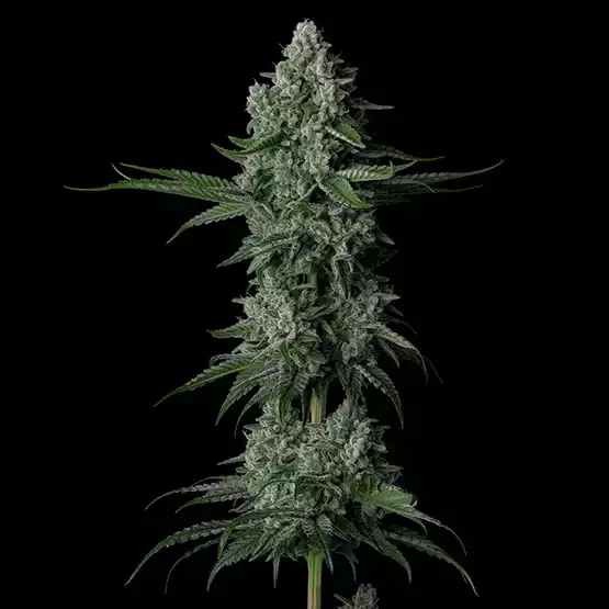 Grandpa's Stash R2 - Feminized