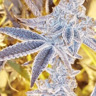 Platinum Dosi - Feminized