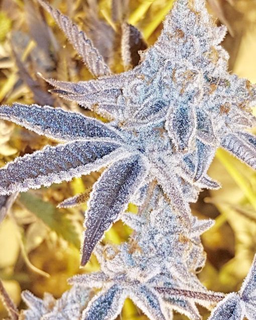 Platinum Dosi - Feminized