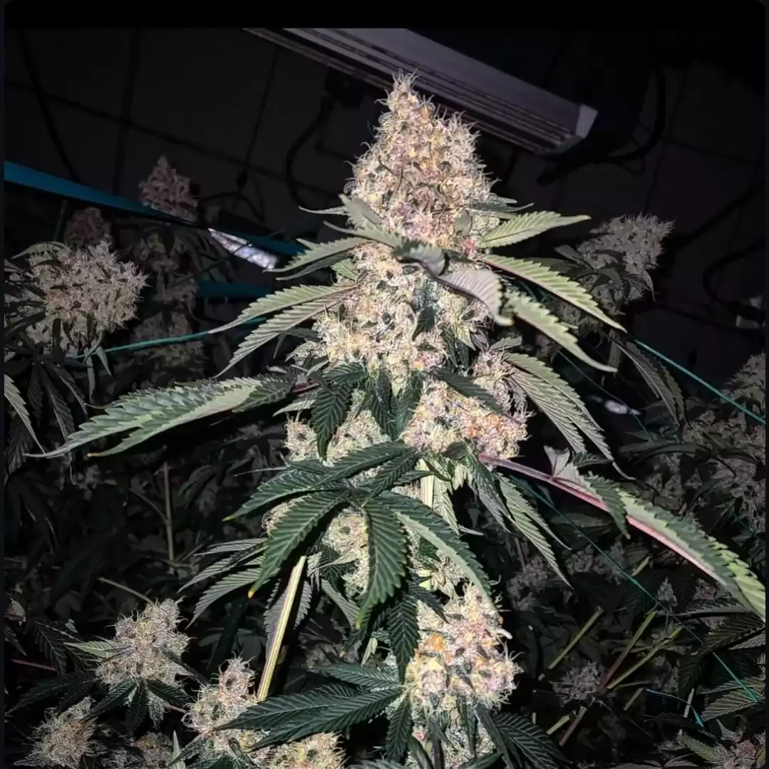 Lemon Whhip Haze (SLH IBL B Line) - Feminized