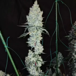 Lemon Cherry Pie R1 - Feminized