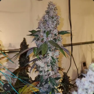Liquer R1 - Feminized
