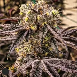M.C. Nuggets R1 - Feminized