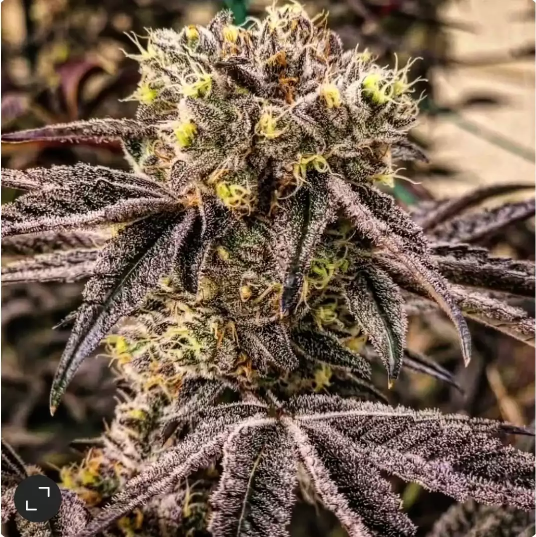 M.C. Nuggets R1 - Feminized