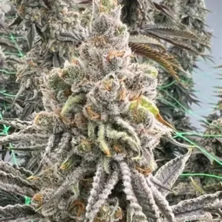 Orange Burst - Feminized