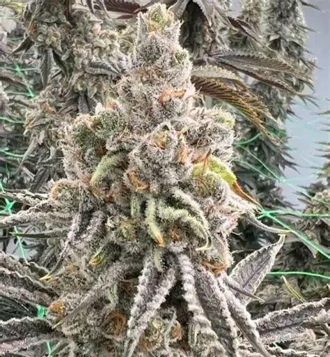 Orange Burst - Feminized