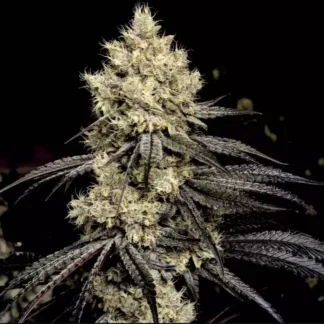 Pillows R1 - Feminized