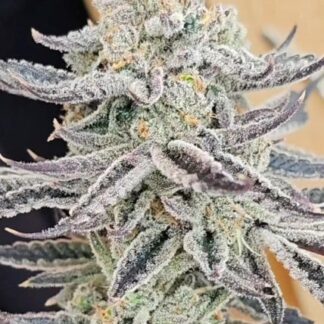 Platinum Zushi - Feminized