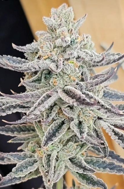 Platinum Zushi - Feminized