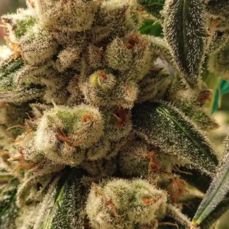 Pluto Cut RF3 Auto - Feminized