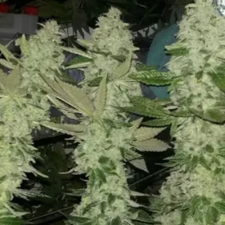 Sour Kush Breath - Feminized