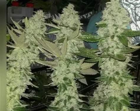 Sour Kush Breath - Feminized