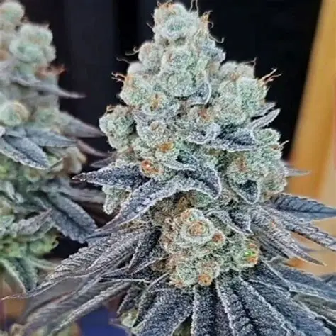 Sugar Cane v3 - Feminized