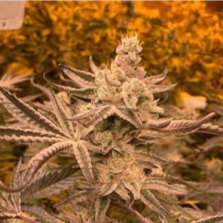 Tropical Bliss - Feminized