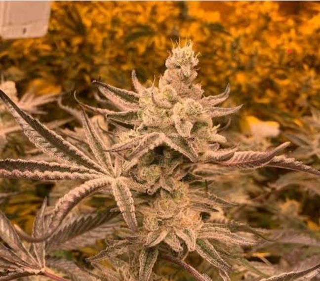Tropical Bliss - Feminized