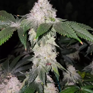 Wrank S1 - Feminized