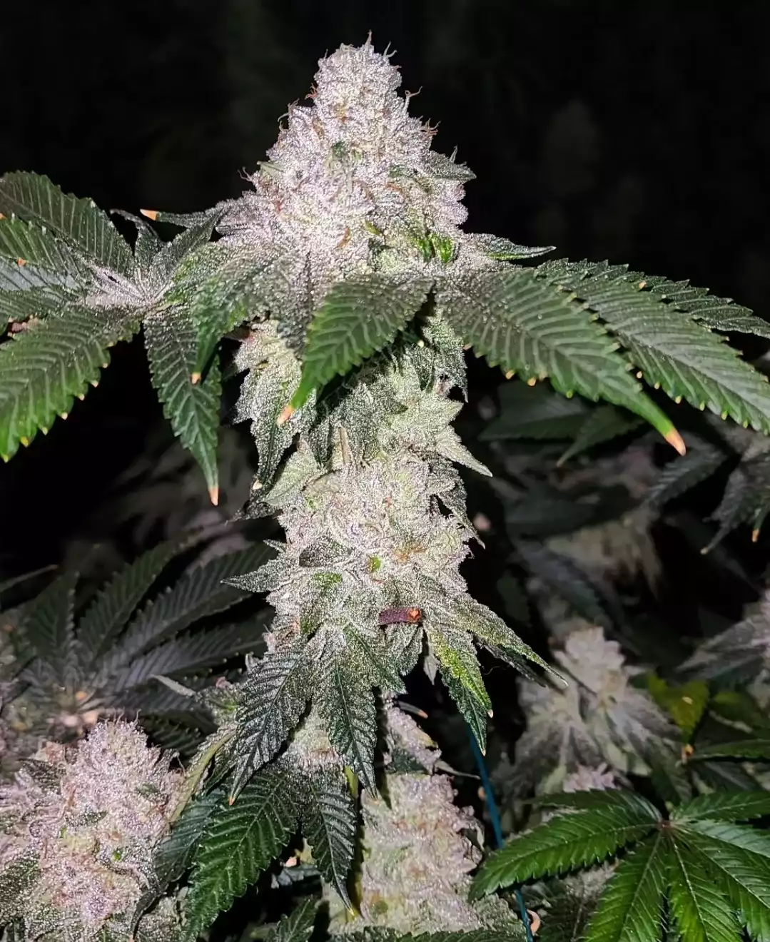 Wrank S1 - Feminized