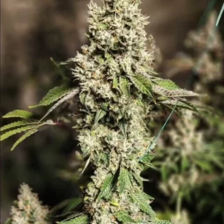 Z Cut RBX2 - Feminized